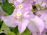 Bougainvillea