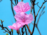 Rhododendron taquetii 