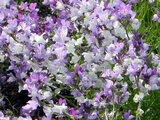 clovenlip toadflax