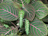 Fittonia verschaffeltii