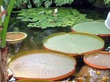 Amazonica