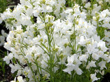 clovenlip toadflax