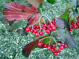 Viburnum dilatatum