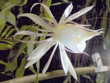 Epiphyllum oxypetalum