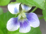 Viola verecunda