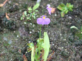 Utricularia longifolia