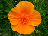 California poppy