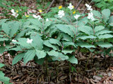 Maianthemum japonicum