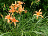 Hemerocallis fulva