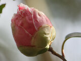 Camellia  Goshikikara-Nishiki