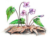 花ら102.スミレを好む王妃も 紫背菫
