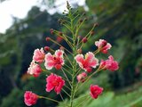 Gulmohar