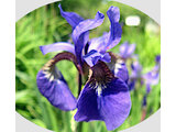 Iris sanguinea