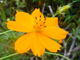 Cosmos sulphureus