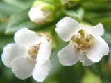 Lysimachia mauritiana