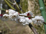 Prunus mume 'sohaku-taikaku' 