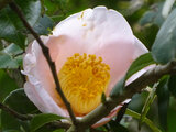 Camellia Akebono