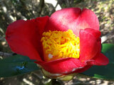 Camellia Komyo