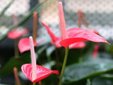 Anthurium