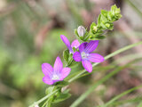 Specularia perfoliata