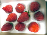 Garden strawberry