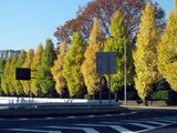 Ginkgo biloba tree