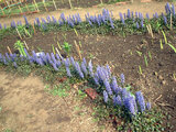 Ajuga