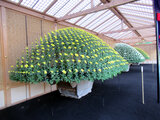 Chrysanthemum 1000 Blossoms