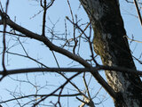 Amur cork tree