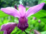 Bletilla striata 