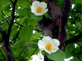 Stewartia pseudocamellia