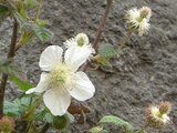 Rubus hisutus