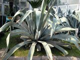 花名に伝説の生物