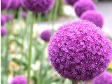 Allium Giganteum