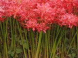 Lycoris