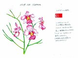 卓锦万代兰 | Papilionanthe Miss Joaquim | 科技研花图画书