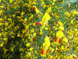 Cytisus andreanus