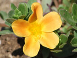 Portulaca grandiflora