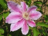 Clematis