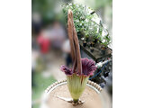 世界最大の花「燭台大蒟蒻」、本日つくばで開花中(2023年5月28日、つくば植物園)