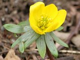 Eranthis hyemalis