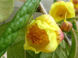 Camellia chrysantha