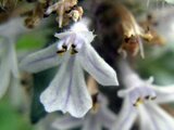 Ajuga nipponensis