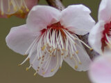 Prunus mume 'Yukinoakebono'