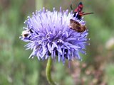 Jasione perennis