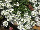 Alyssum