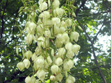 Yucca recurvifolia