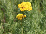 Achillea alpina