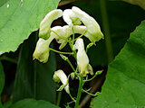 Aconitum iinumae