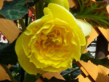  Begonia tuberhybrida 'Yellow roseform' 